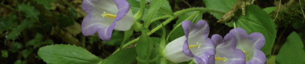 Fleur violette et blanche en forme de cloche